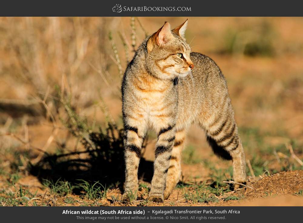 African wildcat in Kgalagadi Transfrontier Park, South Africa