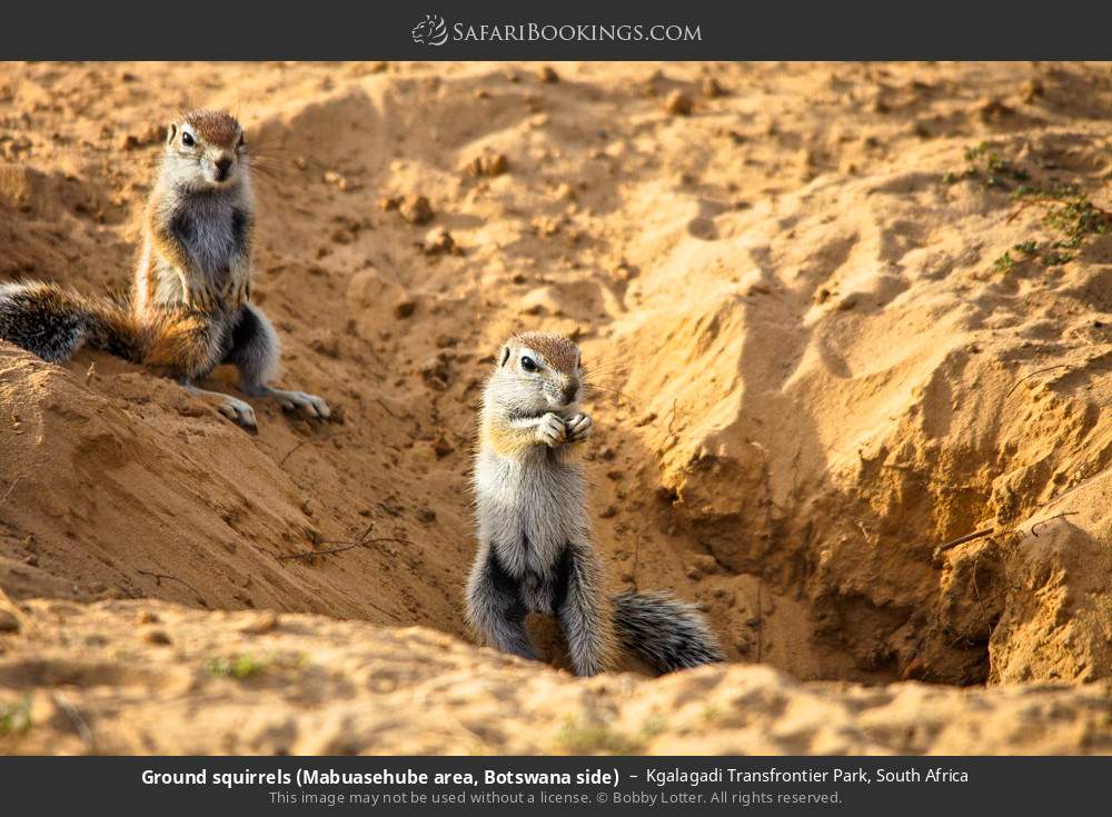 Ground squirrels in Kgalagadi Transfrontier Park, South Africa