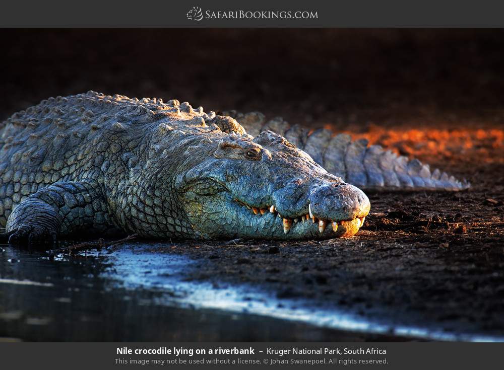 Nile crocodile on a riverbank in Kruger National Park, South Africa