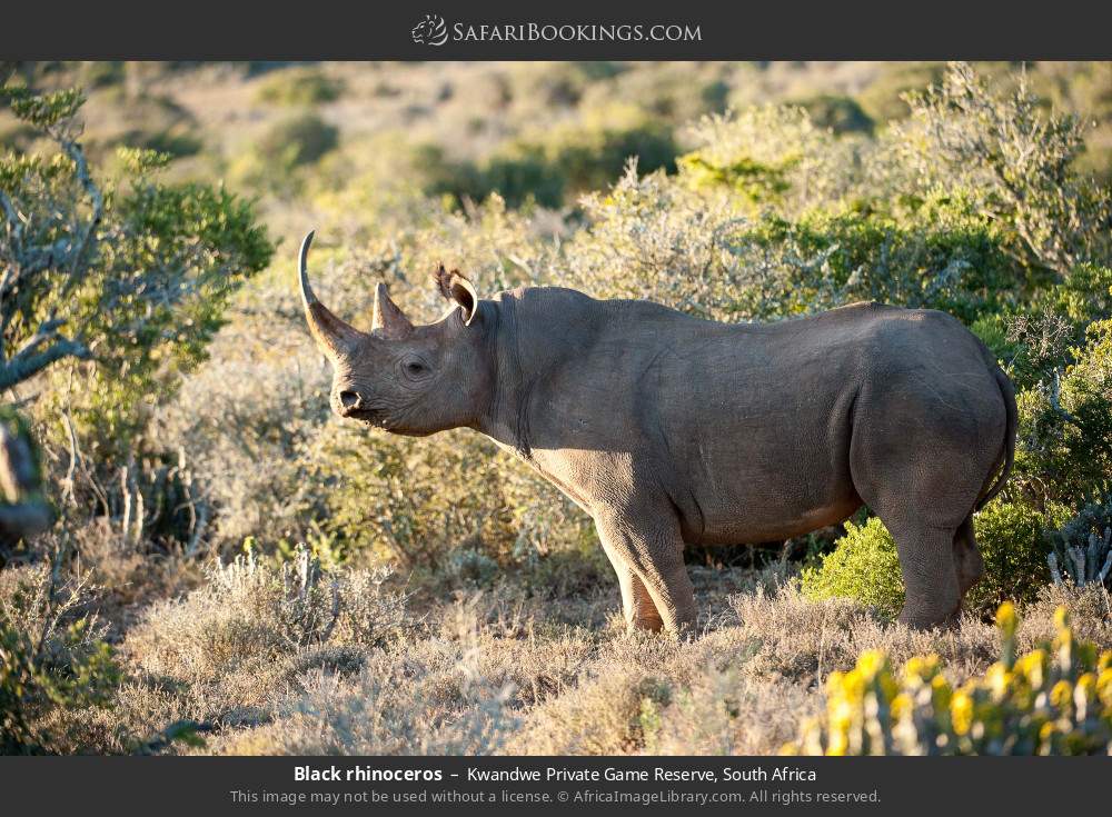 Black rhinoceros in Kwandwe Private Game Reserve, South Africa