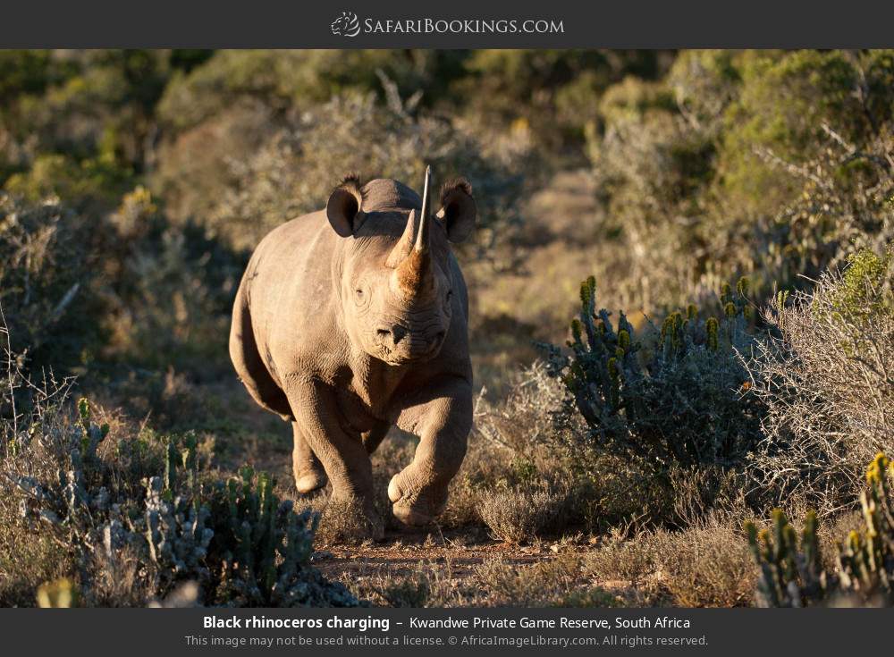 Black rhinoceros charging in Kwandwe Private Game Reserve, South Africa