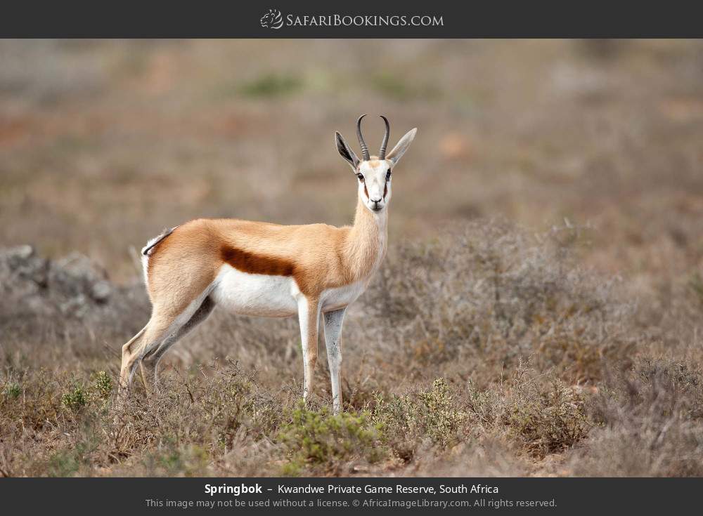 Springbok in Kwandwe Private Game Reserve, South Africa