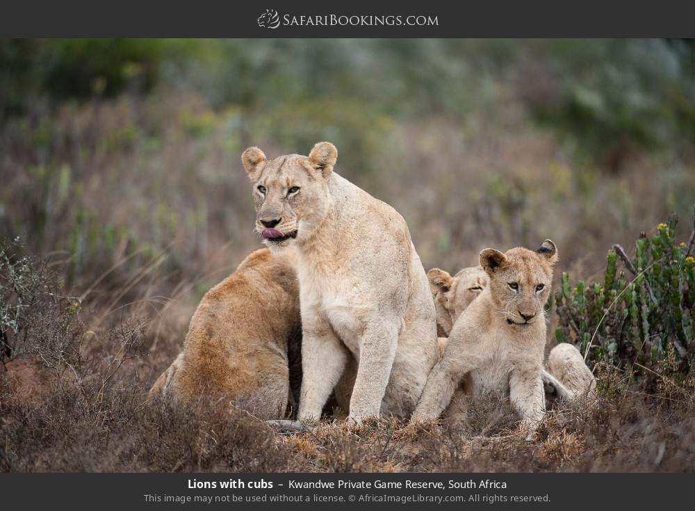 Lions with cubs in Kwandwe Private Game Reserve, South Africa