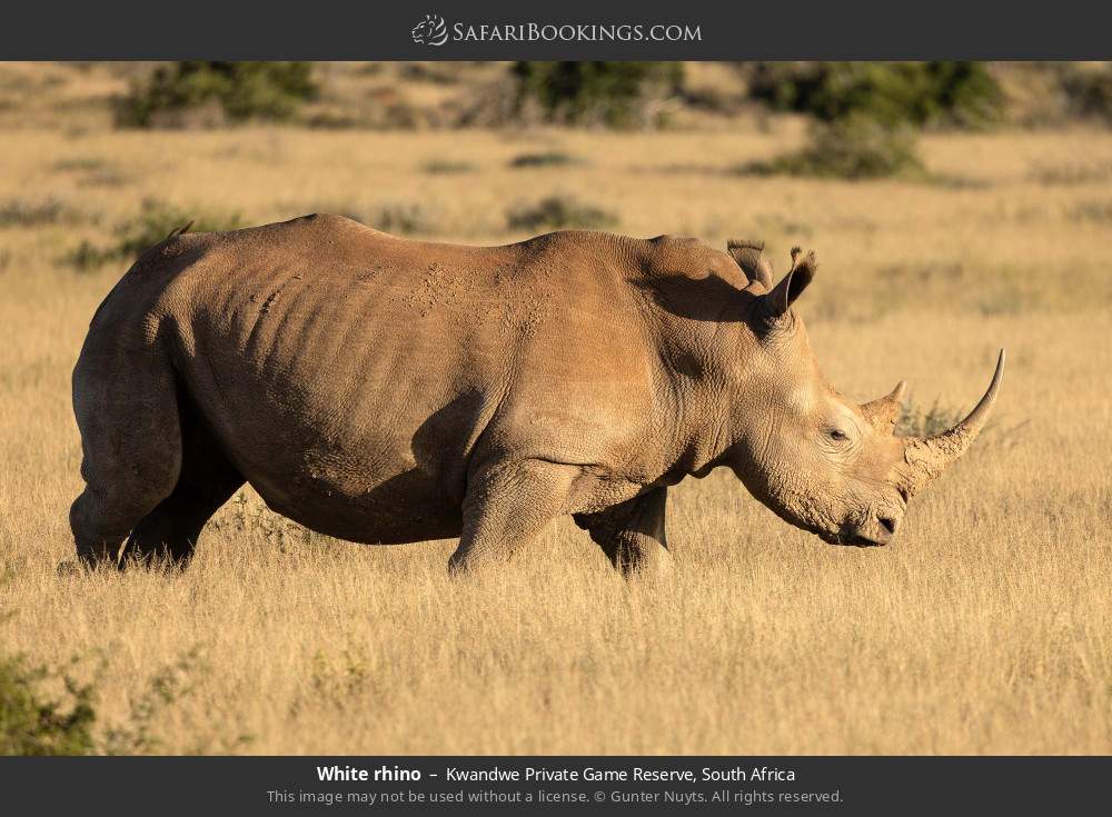 White rhino in Kwandwe Private Game Reserve, South Africa