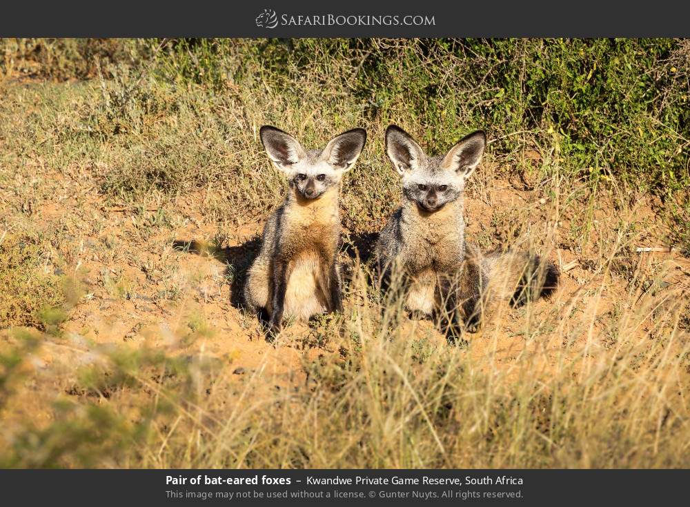 Pair of bat-eared foxes in Kwandwe Private Game Reserve, South Africa