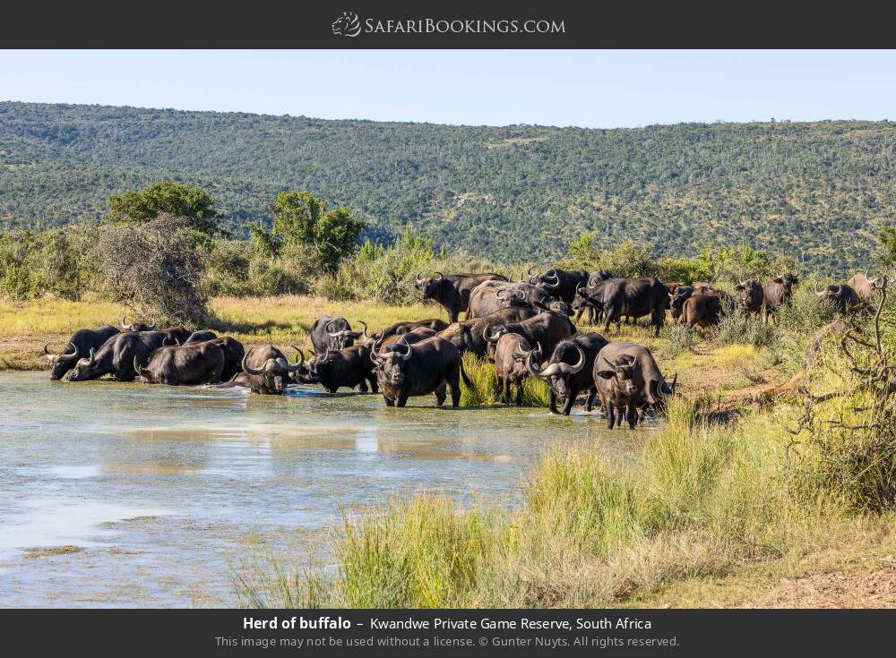 Herd of buffalo in Kwandwe Private Game Reserve, South Africa