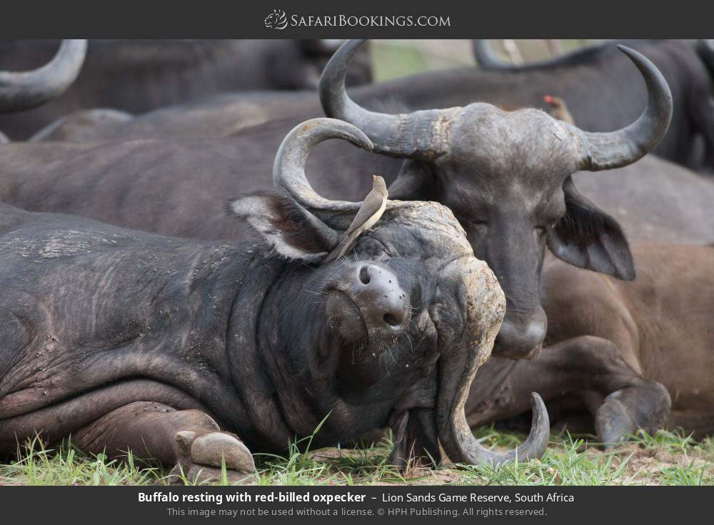 Buffalo resting with red-billed oxpecker in Lion Sands Game Reserve, South Africa