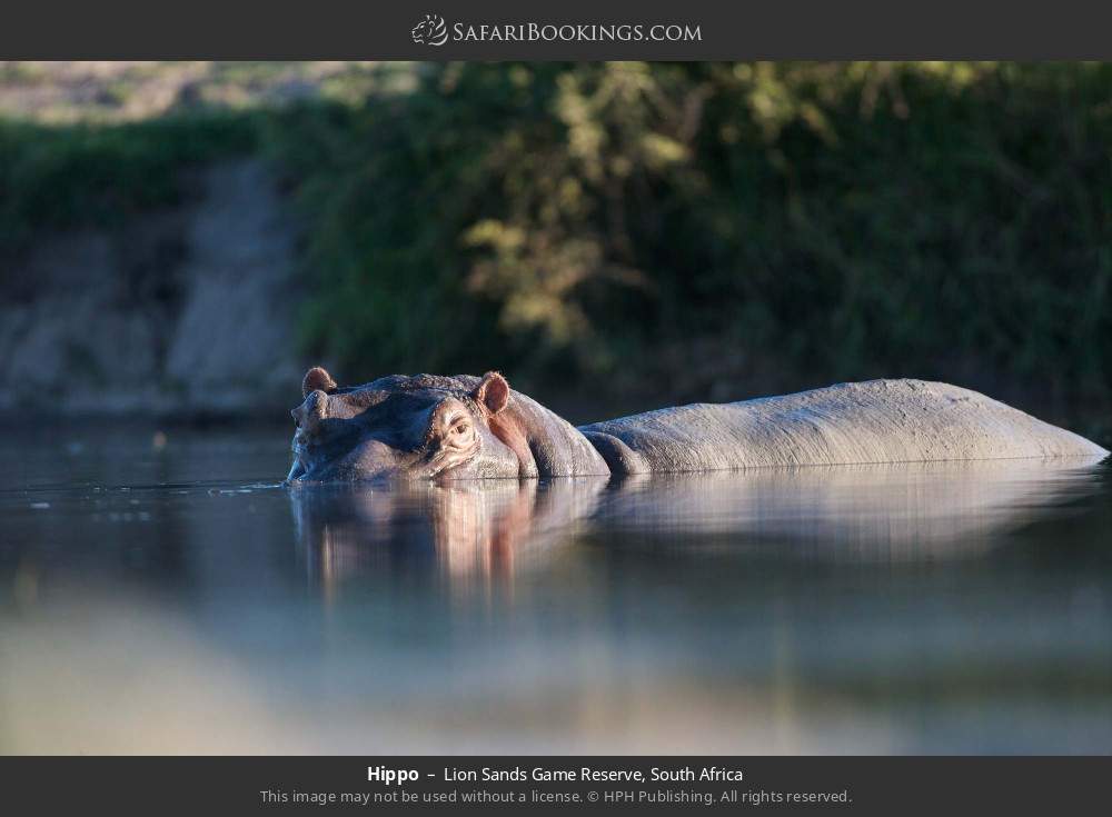 Hippo in Lion Sands Game Reserve, South Africa