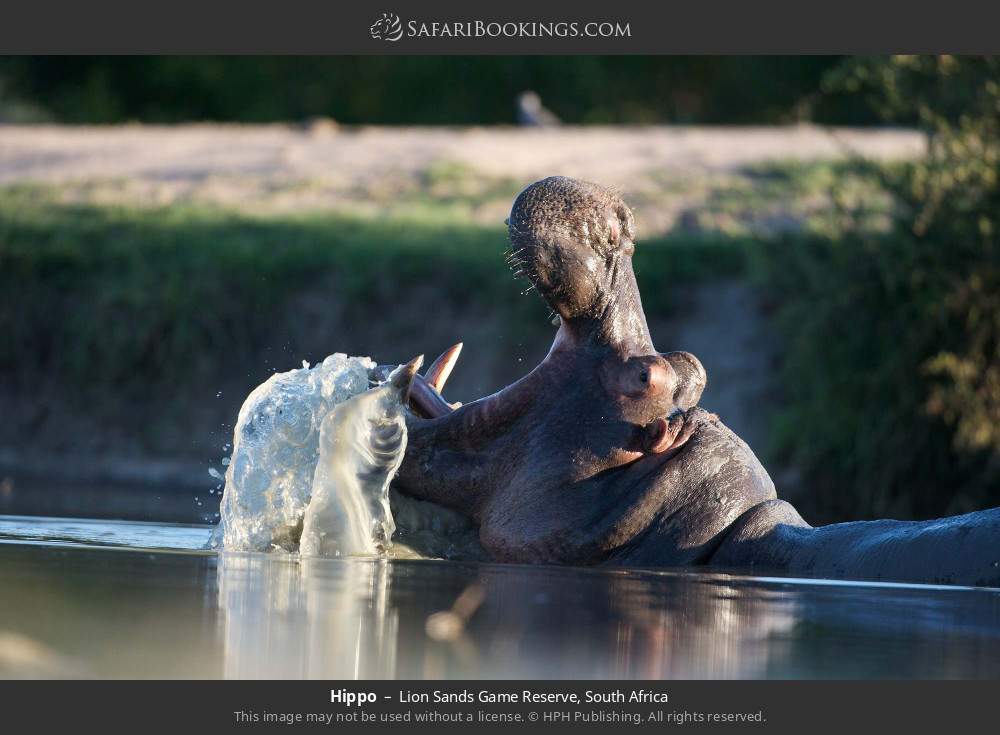 Hippo in Lion Sands Game Reserve, South Africa