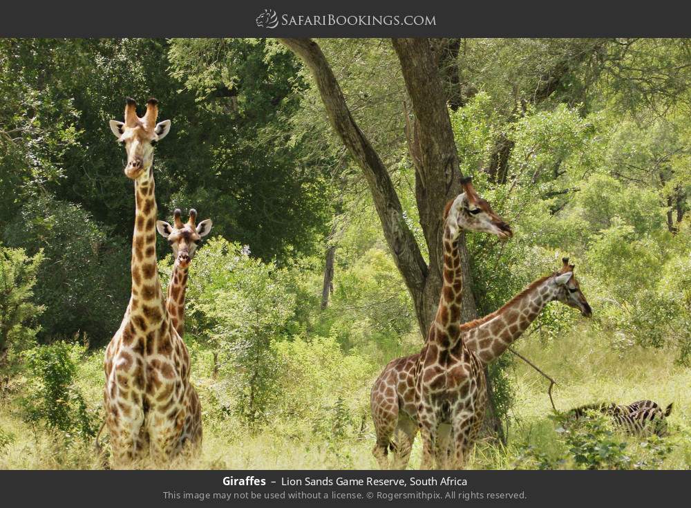 Giraffes in Lion Sands Game Reserve, South Africa