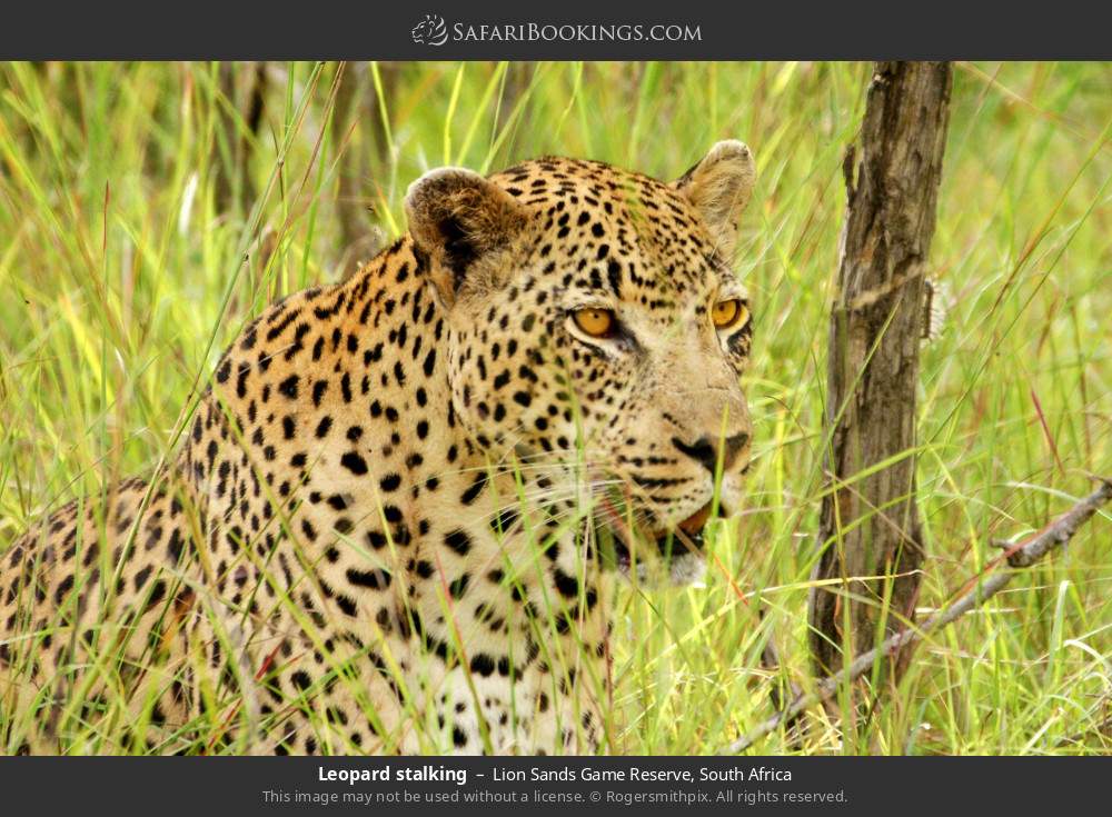 Leopard stalking in Lion Sands Game Reserve, South Africa