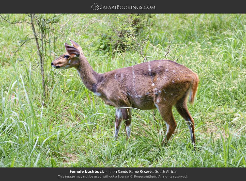 Female bushbuck in Lion Sands Game Reserve, South Africa