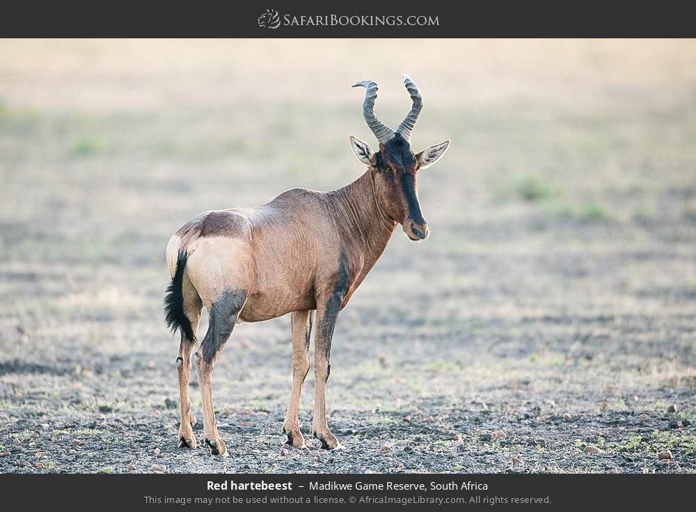 Red hartebeest in Madikwe Game Reserve, South Africa