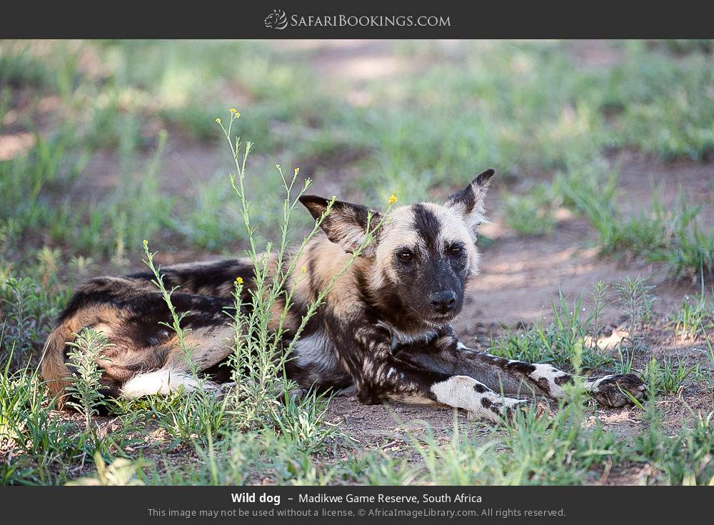 Wild dog in Madikwe Game Reserve, South Africa