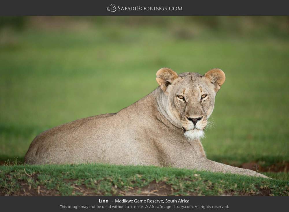 Lion in Madikwe Game Reserve, South Africa