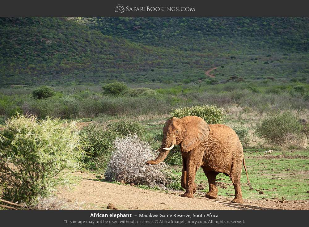 African elephant in Madikwe Game Reserve, South Africa