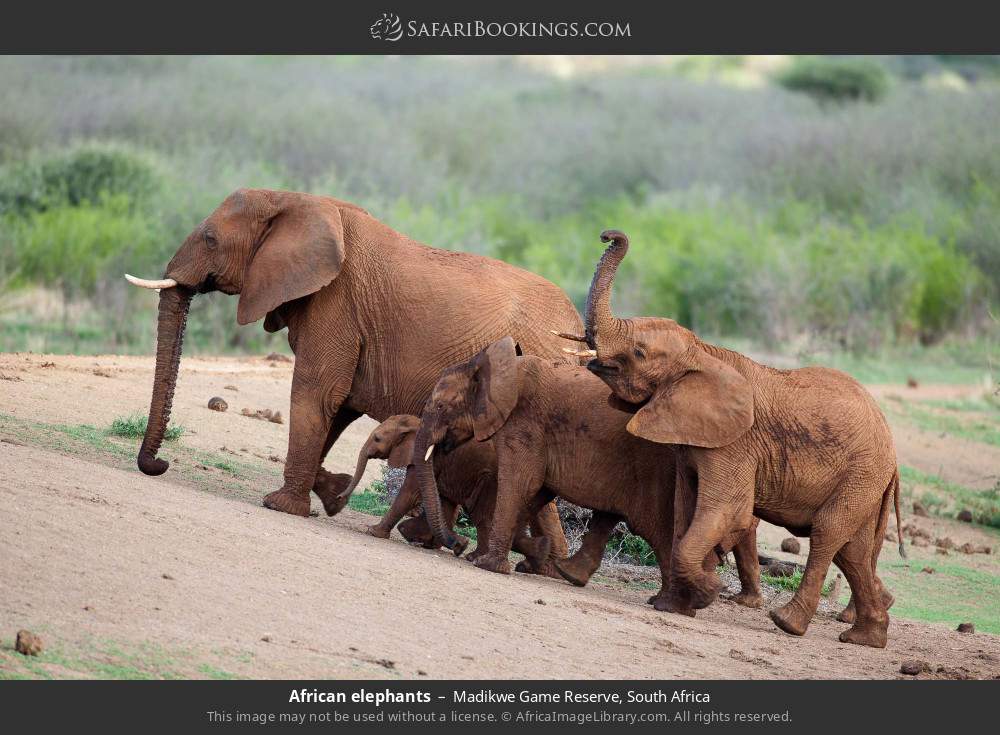African elephants in Madikwe Game Reserve, South Africa