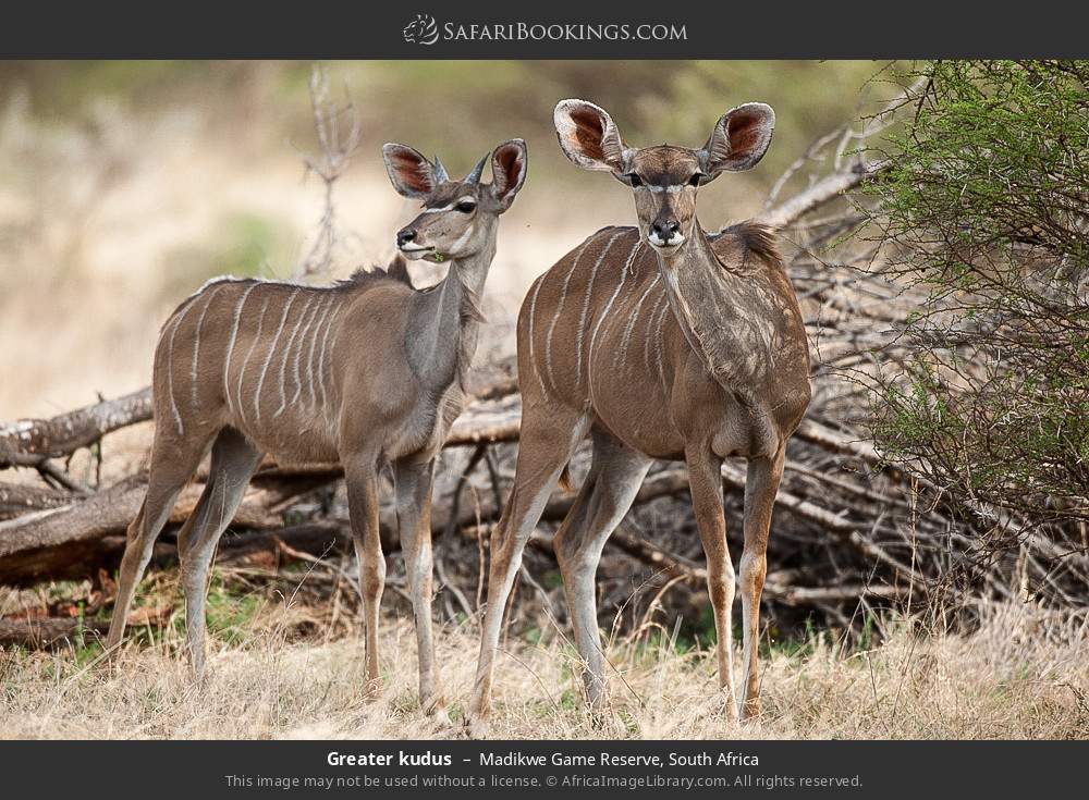 Greater kudus in Madikwe Game Reserve, South Africa
