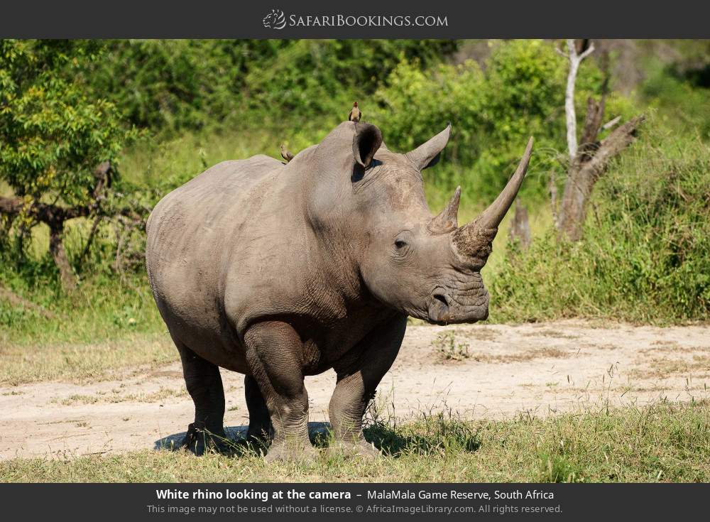 White rhino looking at the camera in MalaMala Game Reserve, South Africa
