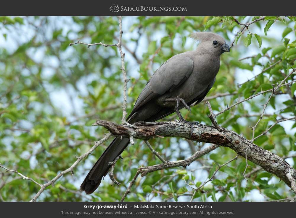 Grey go-away-bird in MalaMala Game Reserve, South Africa