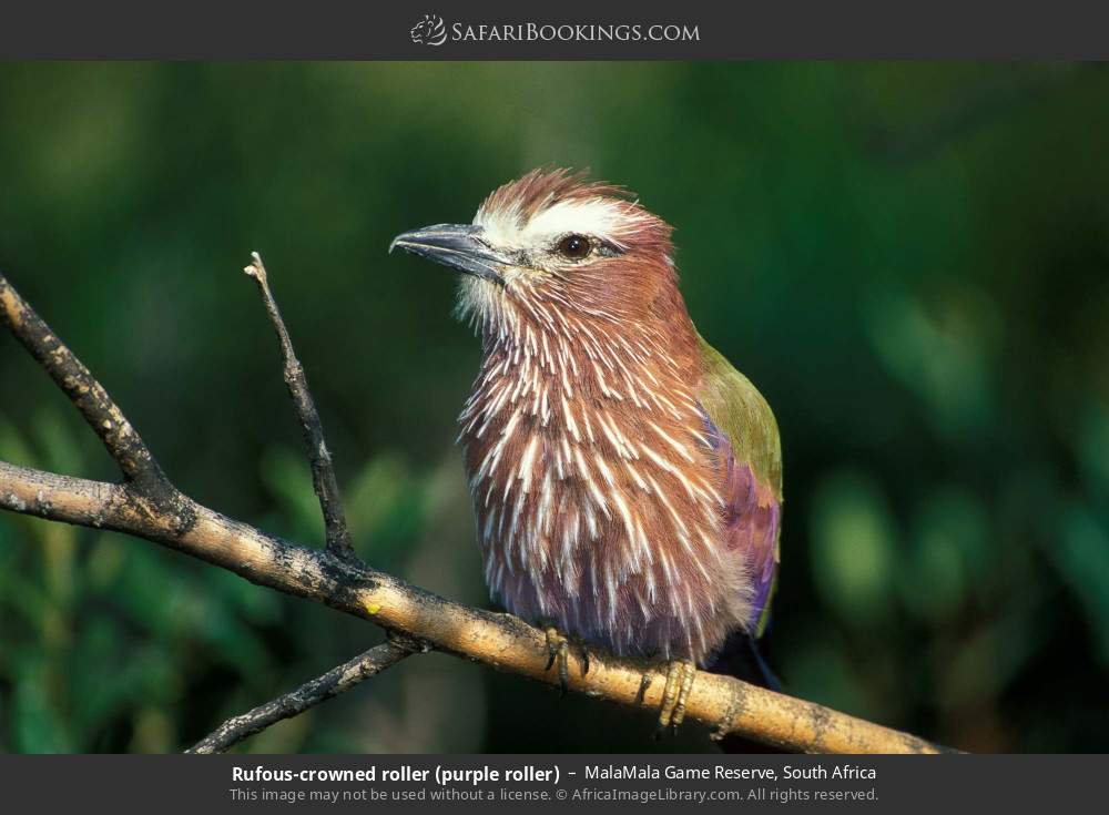 Rufous-crowned roller (purple roller) in MalaMala Game Reserve, South Africa