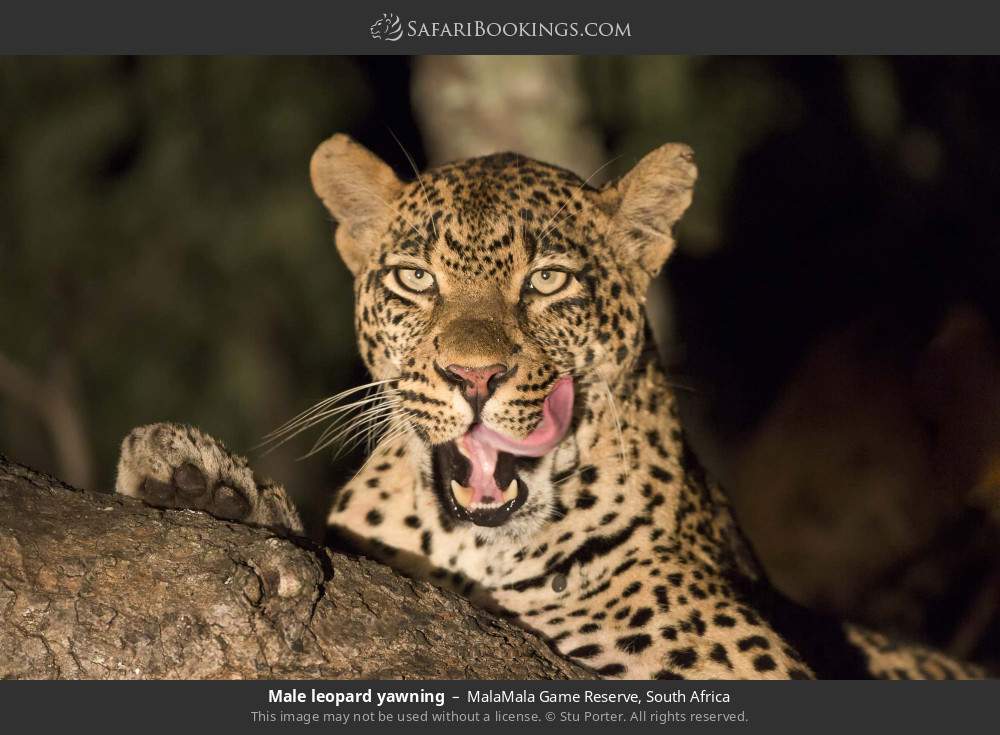 Male leopard yawning in MalaMala Game Reserve, South Africa