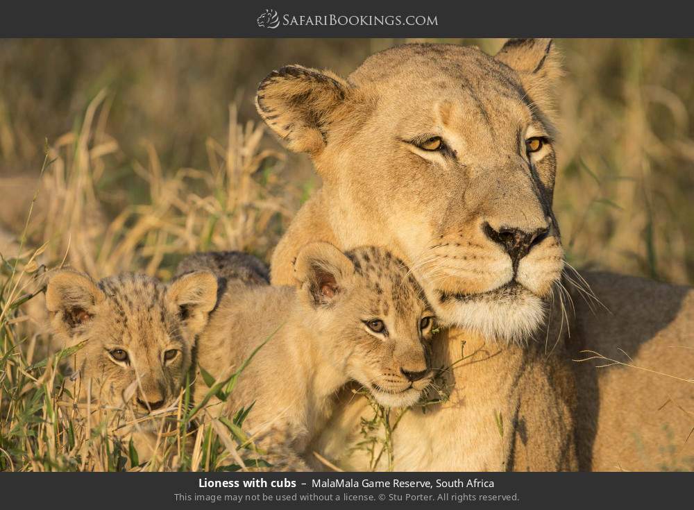Lioness with cubs in MalaMala Game Reserve, South Africa