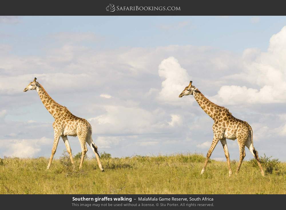 Southern giraffes walking in MalaMala Game Reserve, South Africa