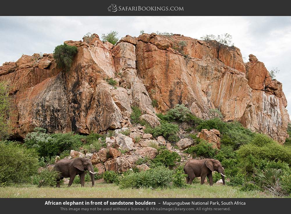 Elephants in front of sandstone boulders in Mapungubwe National Park, South Africa