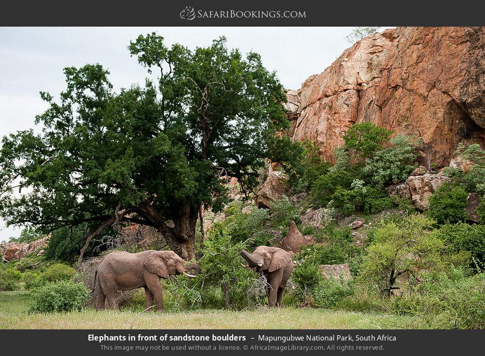 Elephants in front of sandstone boulders in Mapungubwe National Park, South Africa