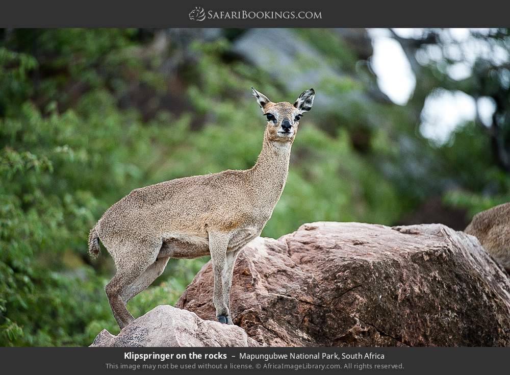 Klipspringer on the rocks in Mapungubwe National Park, South Africa