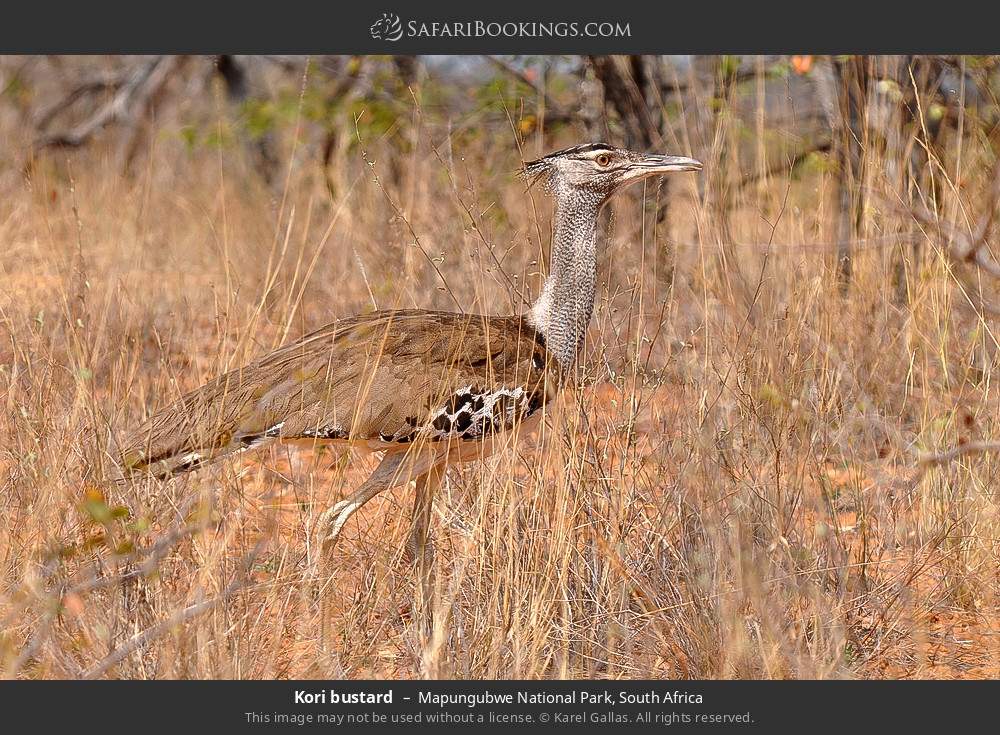 Kori bustard in Mapungubwe National Park, South Africa