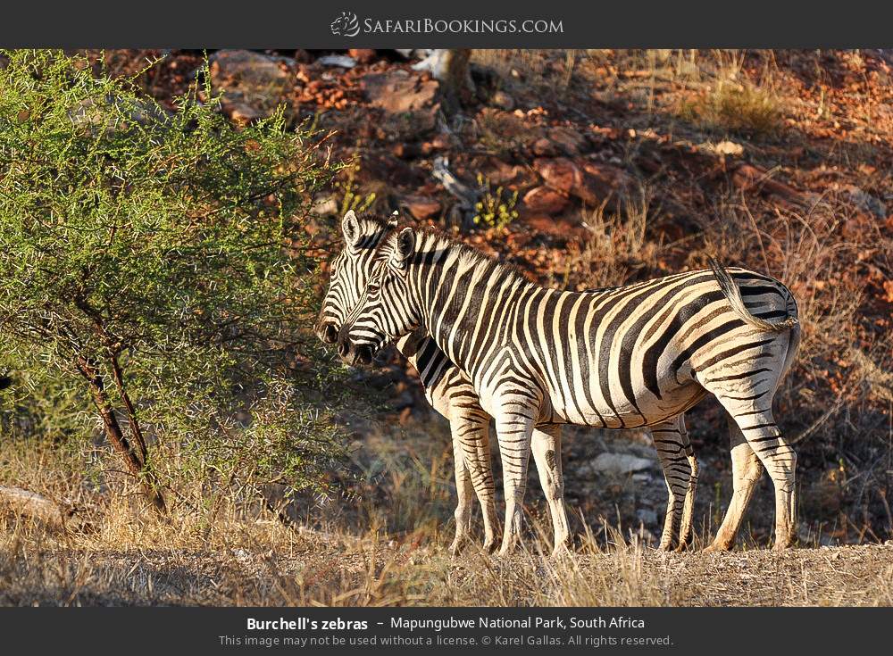 Plains zebras in Mapungubwe National Park, South Africa