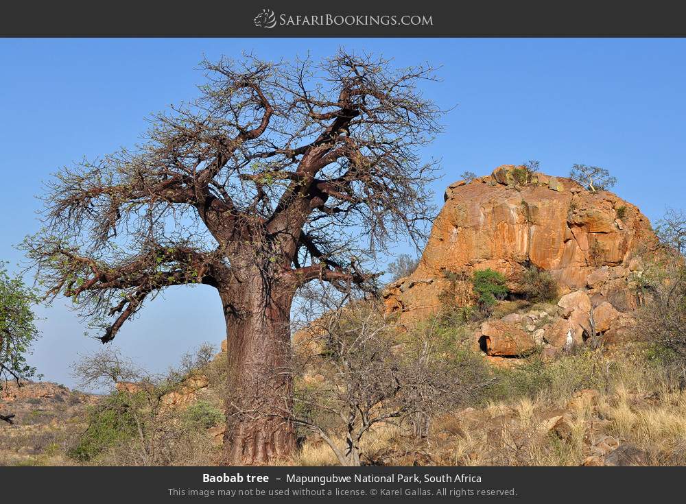 Baobab tree in Mapungubwe National Park, South Africa