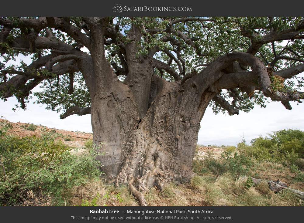 Baobab tree in Mapungubwe National Park, South Africa