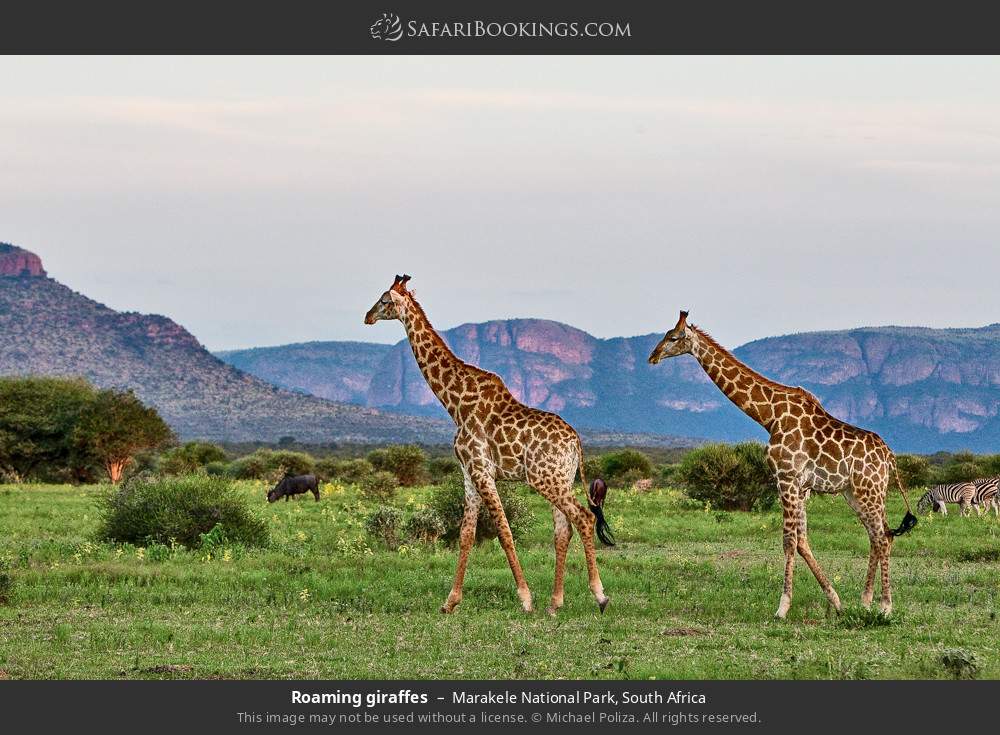 Roaming giraffes in Marakele National Park, South Africa