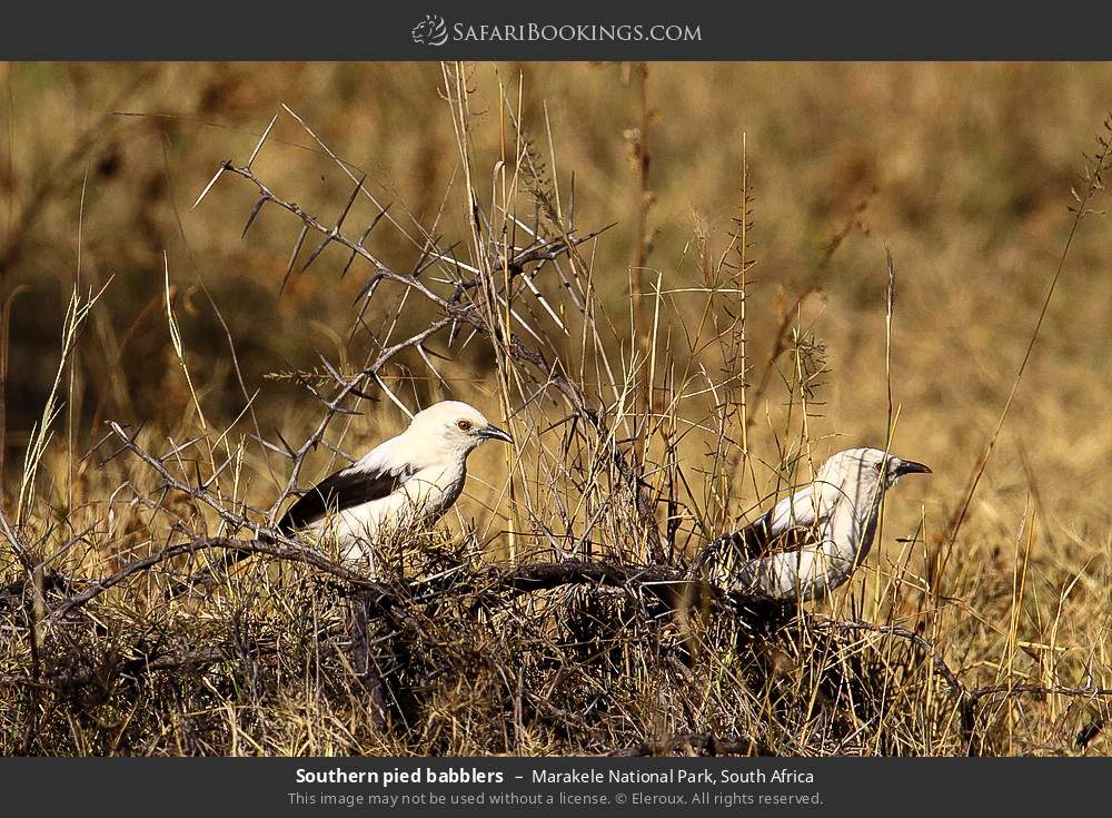 Southern pied babblers in Marakele National Park, South Africa