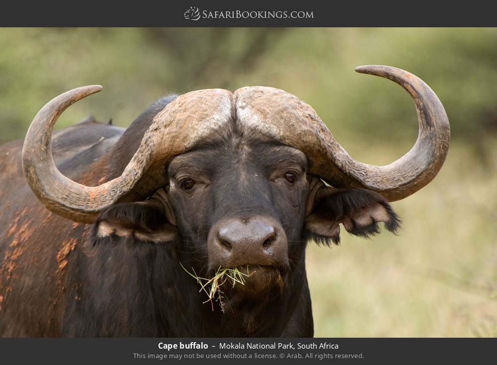 Cape buffalo in Mokala National Park, South Africa