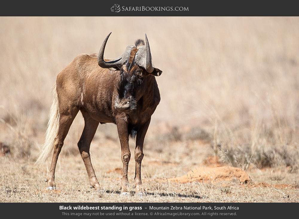 Black wildebeest in Mountain Zebra National Park, South Africa