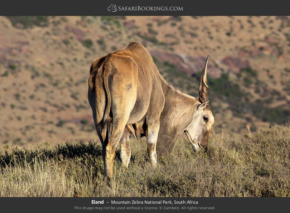 Eland in Mountain Zebra National Park, South Africa