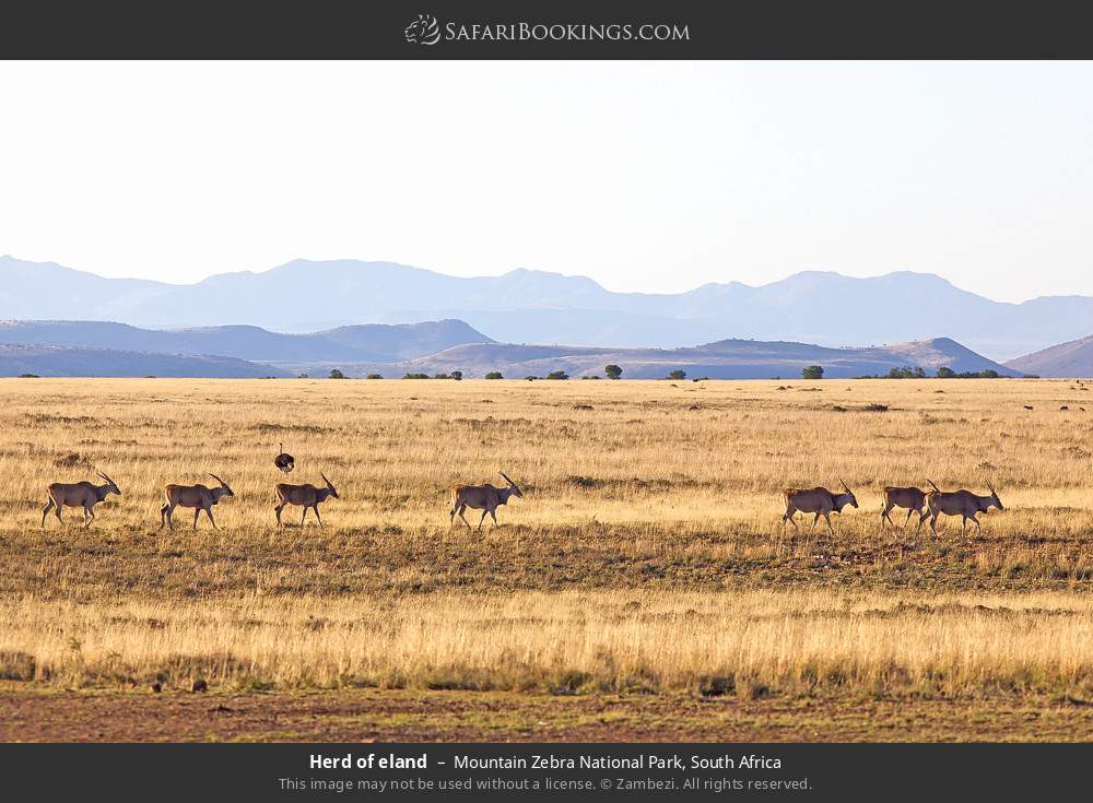 Herd of eland in Mountain Zebra National Park, South Africa