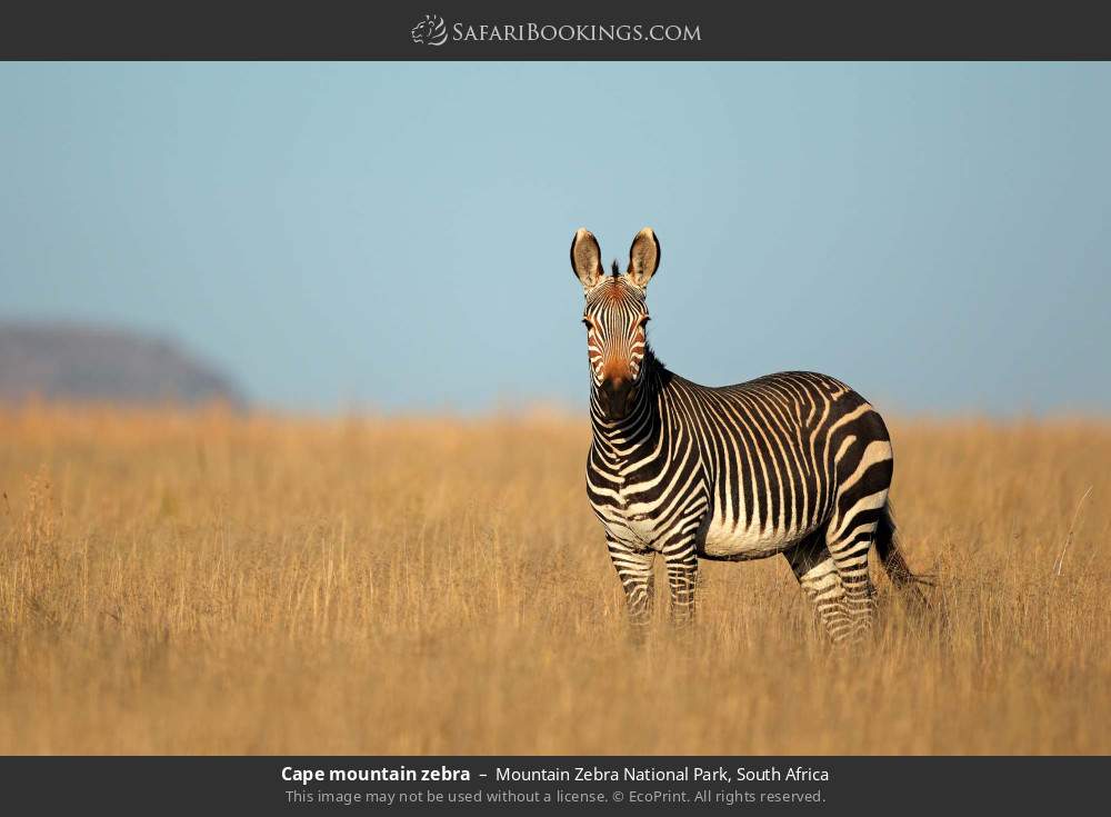Cape mountain zebra in Mountain Zebra National Park, South Africa