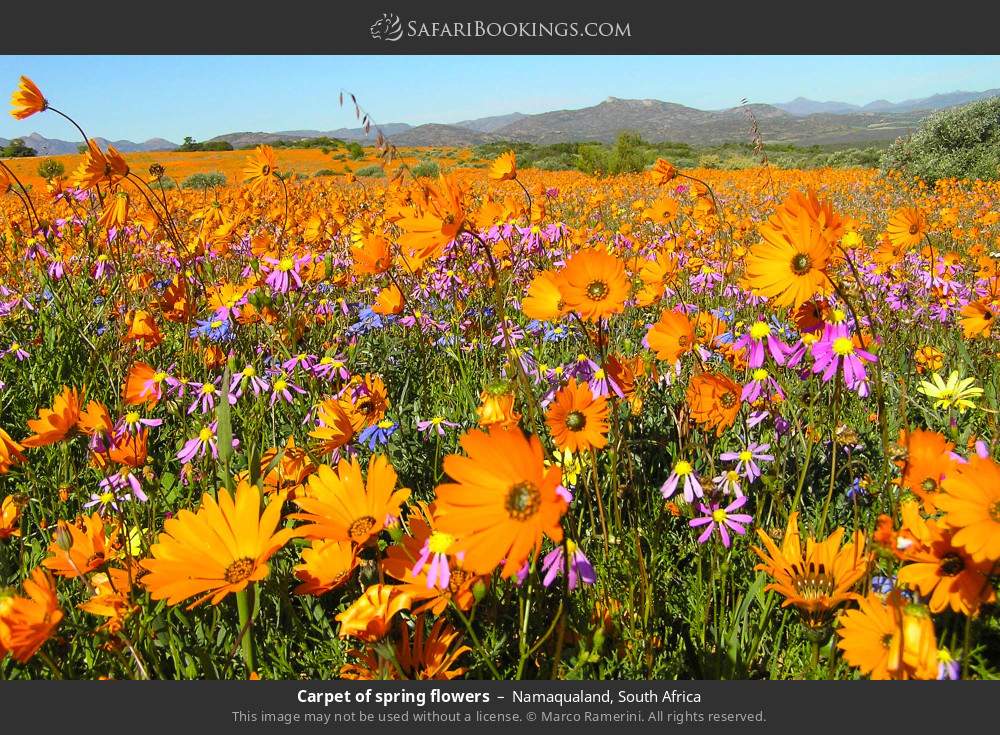Carpet of spring flowers in Namaqualand in Namaqualand, South Africa