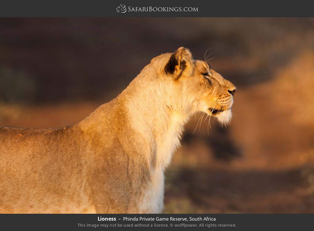 Lioness in Phinda Private Game Reserve, South Africa
