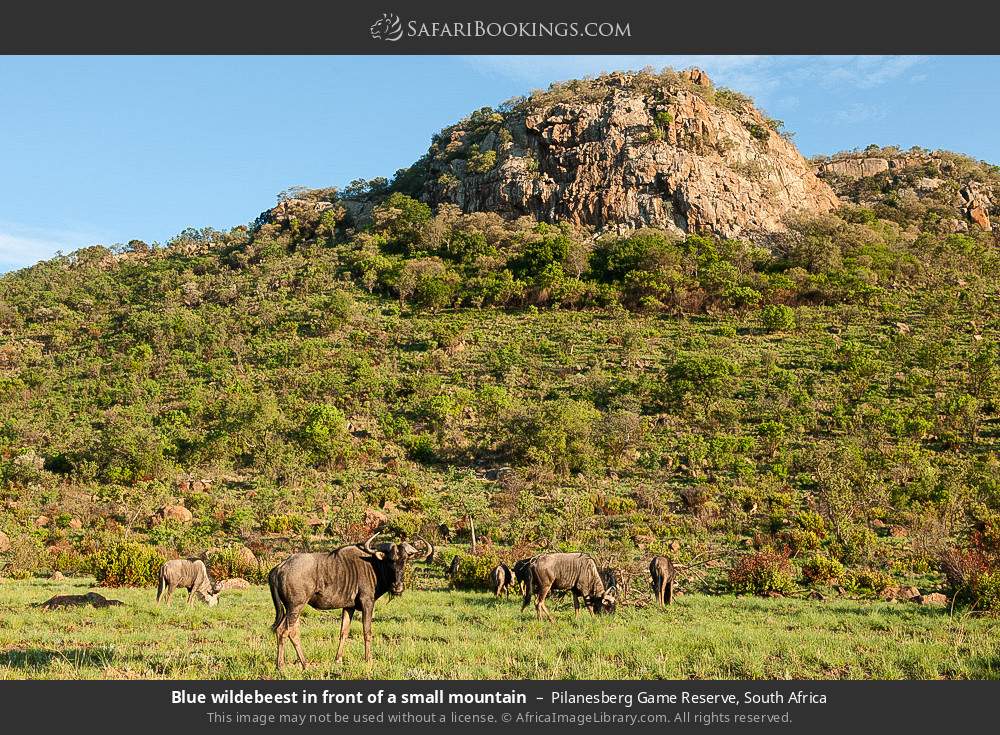 Blue wildebeest in front of a small mountain in Pilanesberg Game Reserve, South Africa