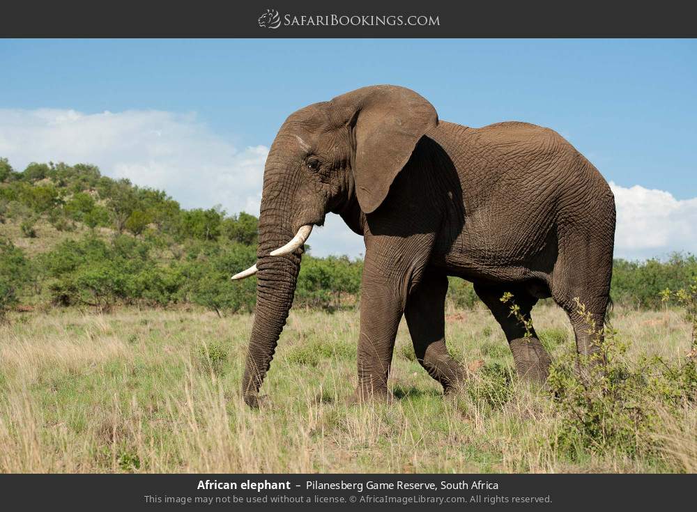 African elephant in Pilanesberg Game Reserve, South Africa