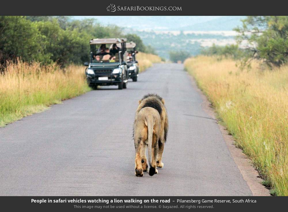 Safari-goers watching a lion walking on the road in Pilanesberg Game Reserve, South Africa