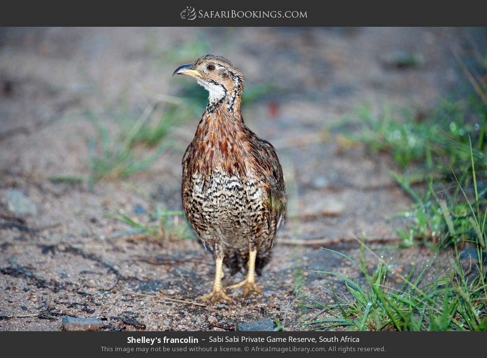 Shelley's francolin in Sabi Sabi Private Game Reserve, South Africa