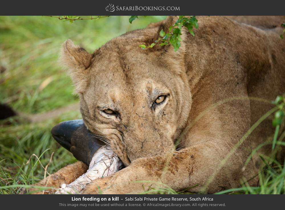 Lion feeding on a kill in Sabi Sabi Private Game Reserve, South Africa