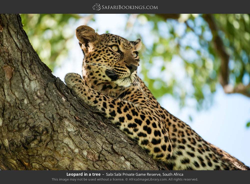 Leopard in a tree in Sabi Sabi Private Game Reserve, South Africa